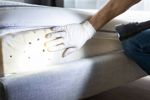 Best Bed Bug Extermination  in Fallon, NV